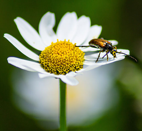 A daisy with a beetle crawling on the flower